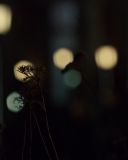 sh215_1412.jpg