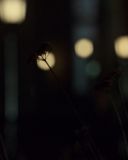 sh215_1414.jpg